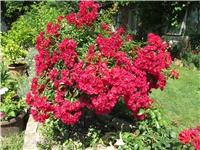 b0189a80-Picture 836.jpg